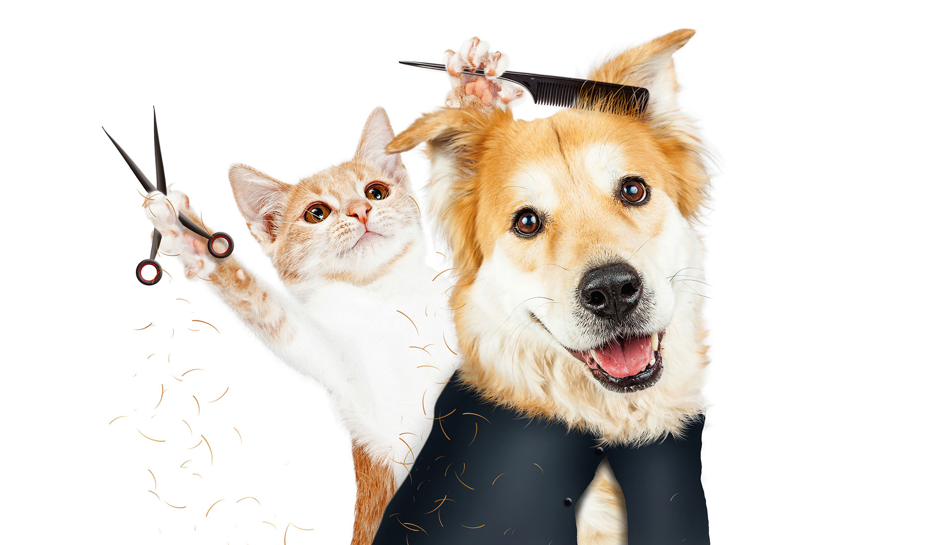 Scally Wags Pet Salon Grooming Salon